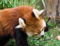 Red Panda or Lesser panda (Ailurus fulgens) gnawing a tree branch. Royalty Free Stock Photo