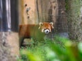 Red Panda or Lesser panda (Ailurus fulgens) walking on the ground. Royalty Free Stock Photo
