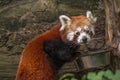 Red panda