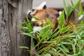 Red Panda or Lesser panda (Ailurus fulgens) gnawing bamboo leaves.