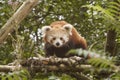 Red Panda, Lesser Panda, also known Catbear. Ailurus fulgens