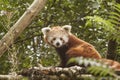 Red Panda, Lesser Panda, also known Catbear. Ailurus fulgens