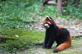 Red panda posing in Chengdu, China Royalty Free Stock Photo