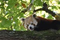 Red Panda licking its nose Royalty Free Stock Photo