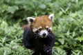 Red panda chengdu china, looking into camera from below, natural