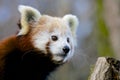 Red Panda looking out