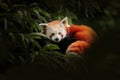 Red panda lying on the tree with green leaves. Ailurus fulgens, detail face portrait of animal from China. Wildlife scene from