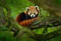 Red panda lying on the tree with green leaves. Cute panda bear in forest habitat. Wildlife scene in nature, Chengdu, Sichuan, Chin Royalty Free Stock Photo