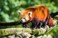 Red panda lying on the tree with green leaves. Cute panda bear in forest habitat. Wildlife scene in nature, Chengdu, Sichuan, Chin Royalty Free Stock Photo