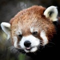 Red Panda with Tongue Sticking Out