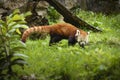 Red panda in nature Royalty Free Stock Photo