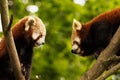 Red Panda Pair