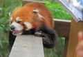 Red panda in park of Chengdu Royalty Free Stock Photo