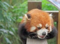 Red panda in park of Chengdu Royalty Free Stock Photo