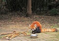 Red panda in park of Chengdu Royalty Free Stock Photo