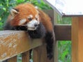 Red panda in park of Chengdu Royalty Free Stock Photo