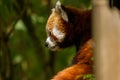 Red Panda looking into the woods Royalty Free Stock Photo