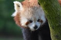 Red Panda peering around a tree branch close up Royalty Free Stock Photo