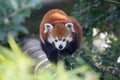 Red panda perched atop a branch in a wooded area