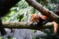 Red Panda perched on the branches of a tree
