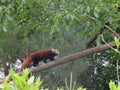 Red panda perched on a tree Pairi Daiza