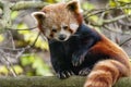 Red Panda perched up in a tree