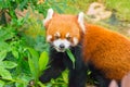 Red Panda Royalty Free Stock Photo