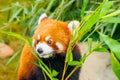 Red Panda Royalty Free Stock Photo