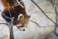 Red panda portrait Royalty Free Stock Photo