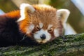 Red panda, portrait Royalty Free Stock Photo