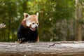 Red Panda portrait Royalty Free Stock Photo