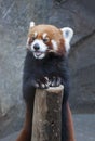 Red Panda Royalty Free Stock Photo