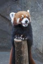 Red Panda Royalty Free Stock Photo