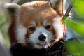 Red Panda portrait taken at the Atlanta Zoo Royalty Free Stock Photo