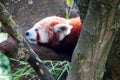 Red Panda