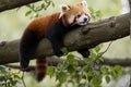 Red panda relaxing Royalty Free Stock Photo
