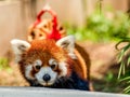 The red panda\'s arresting stare captivates