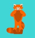 Red panda scared OMG. Wild animal Oh my God. Frightened beast. Vector illustration Royalty Free Stock Photo