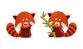 Red panda set. Cute wild animal character eating bamboo vector illustration Royalty Free Stock Photo