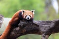 Red panda, shining cat