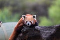 Red panda, shining cat