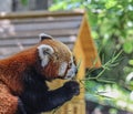 Red Panda side portrait