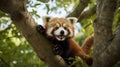 A red panda is sitting in a tree