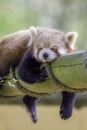 Red Panda Sleeping. This cute nocturnal animal asleep