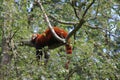 Red panda is sleeping lazily in a tree of Ouwehands Zoo in Rhenen Royalty Free Stock Photo