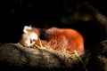 Red Panda Royalty Free Stock Photo