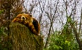 Red panda sleeping on a stumped tree top, Endangered animal specie from Asia