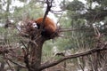 Red Panda sleeping on a tree