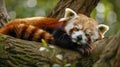 Red Panda Sleeping on a Tree Branch Royalty Free Stock Photo