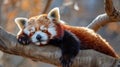 Red Panda Sleeping on Tree Branch Royalty Free Stock Photo